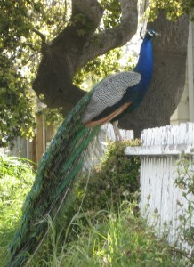 peacock1